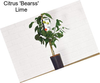 Citrus \'Bearss\' Lime