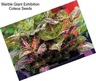 Marble Giant Exhibition Coleus Seeds