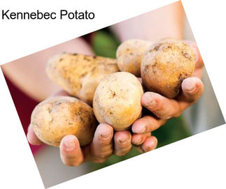 Kennebec Potato