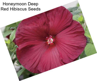 Honeymoon Deep Red Hibiscus Seeds