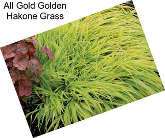 All Gold Golden Hakone Grass