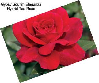 Gypsy Soultm Eleganza Hybrid Tea Rose