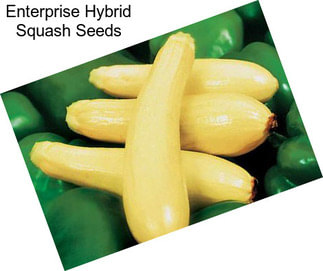 Enterprise Hybrid Squash Seeds