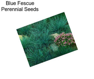 Blue Fescue Perennial Seeds