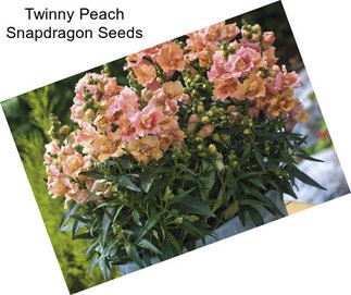 Twinny Peach Snapdragon Seeds