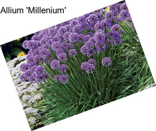 Allium \'Millenium\'