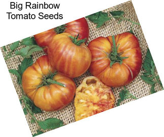 Big Rainbow Tomato Seeds