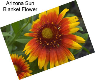 Arizona Sun Blanket Flower