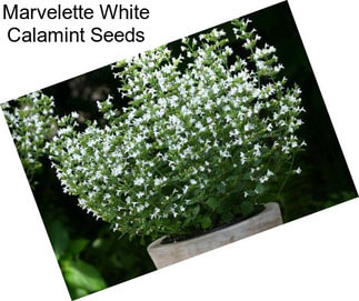 Marvelette White Calamint Seeds
