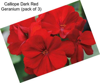 Calliope Dark Red Geranium (pack of 3)