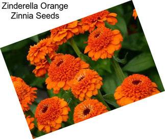 Zinderella Orange Zinnia Seeds