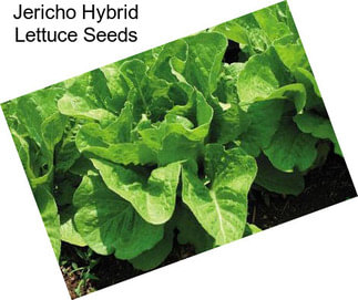 Jericho Hybrid Lettuce Seeds