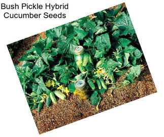 Bush Pickle Hybrid Cucumber Seeds