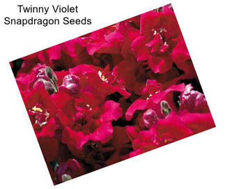 Twinny Violet Snapdragon Seeds