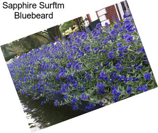 Sapphire Surftm Bluebeard