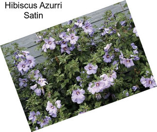 Hibiscus Azurri Satin