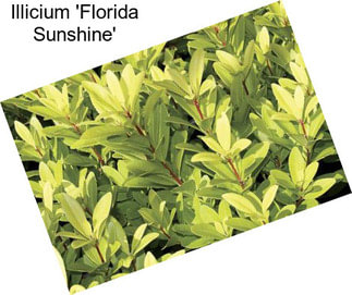 Illicium \'Florida Sunshine\'
