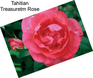 Tahitian Treasuretm Rose