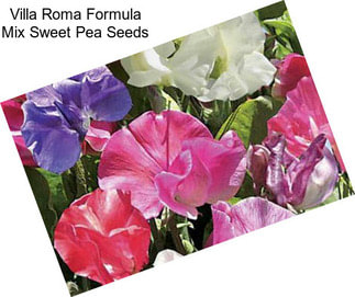 Villa Roma Formula Mix Sweet Pea Seeds