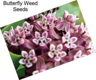 Butterfly Weed Seeds