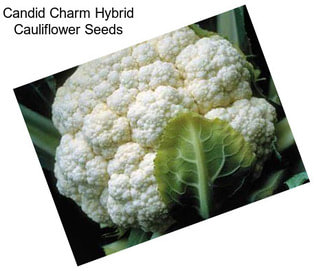 Candid Charm Hybrid Cauliflower Seeds