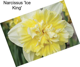 Narcissus \'Ice King\'