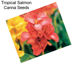 Tropical Salmon Canna Seeds