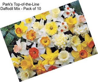 Park\'s Top-of-the-Line Daffodil Mix - Pack of 10