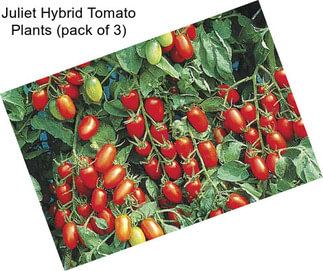 Juliet Hybrid Tomato Plants (pack of 3)