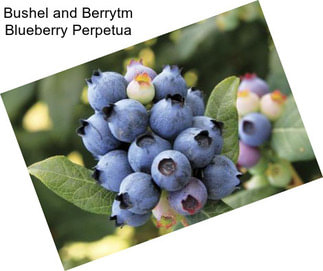 Bushel and Berrytm Blueberry Perpetua