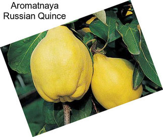 Aromatnaya Russian Quince