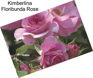 Kimberlina Floribunda Rose