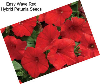 Easy Wave Red Hybrid Petunia Seeds