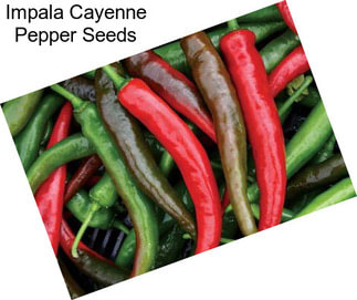 Impala Cayenne Pepper Seeds