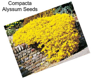 Compacta Alyssum Seeds