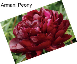 Armani Peony