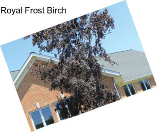 Royal Frost Birch