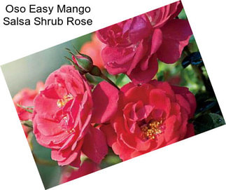 Oso Easy Mango Salsa Shrub Rose