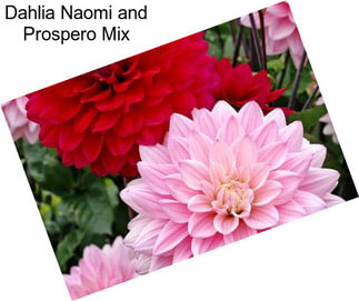 Dahlia Naomi and Prospero Mix