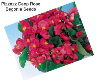 Pizzazz Deep Rose Begonia Seeds
