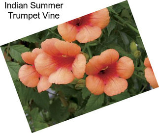 Indian Summer Trumpet Vine