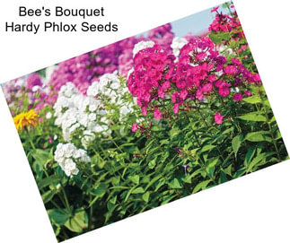 Bee\'s Bouquet Hardy Phlox Seeds