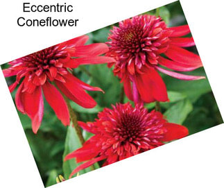 Eccentric Coneflower