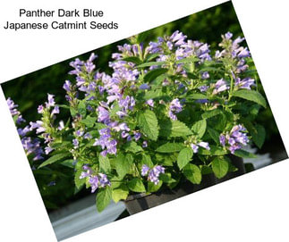 Panther Dark Blue Japanese Catmint Seeds