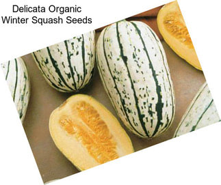 Delicata Organic Winter Squash Seeds