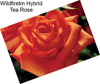Wildfiretm Hybrid Tea Rose