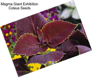 Magma Giant Exhibition Coleus Seeds