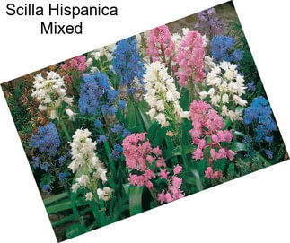 Scilla Hispanica Mixed