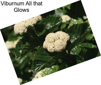 Viburnum All that Glows