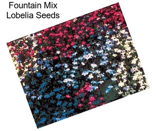 Fountain Mix Lobelia Seeds